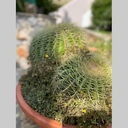 Luxury With Swimming Pool Aliveri